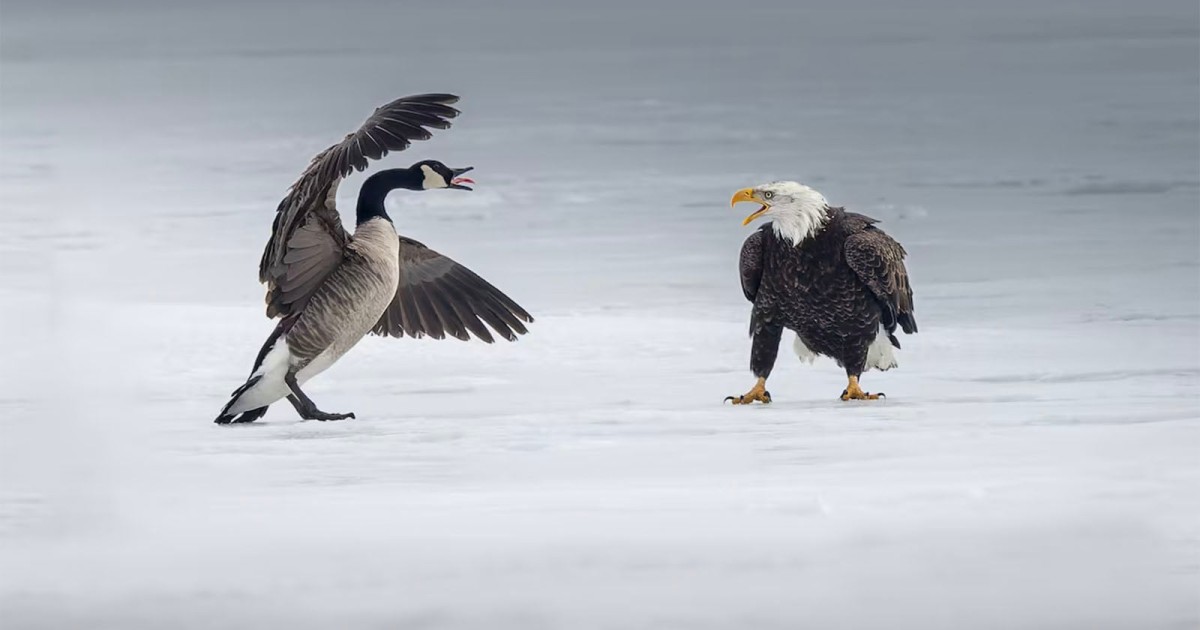 How Photographers’ Images Are Getting Caught Up in the Trade War Between the US and Canada