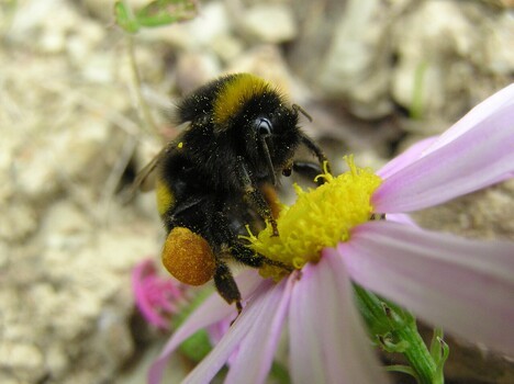Scientists Built a $100 AI Camera Trap That Photographs Bees Instead of Killing Them
