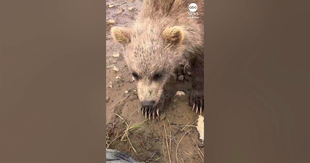 Baby Bear Nibbles on Photographer’s Boot