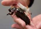 These cyborg cockroaches could be a lifesaver for people trapped in the rubble following natural disasters