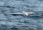 Russian drones found near vital European offshore gas site, get blown up