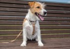 OpenAI pledges to add Astra security as Anthropic loosens Fable's leash