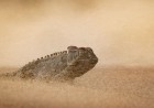 Wildlife Photographer of the Year 2026 just released a sneak peek at its incredible shortlisted winning entries — and it proves that DSLR cameras still rule this photography genre