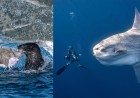 13 Jaw-Dropping Photos From Ocean Photographer of the Year