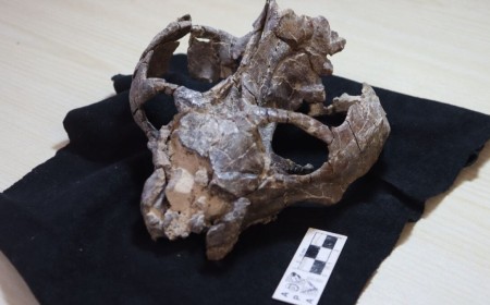 This 236-Million-Year-Old Fossil Just Rewrote the Story of Live Birth