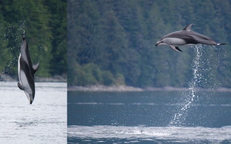 Photographer Captures Acrobatic Dolphins Leaping From the Water