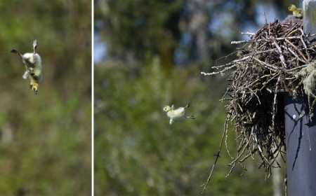 Photographer Captures Day-Old Goslings Leaping From Their Nest