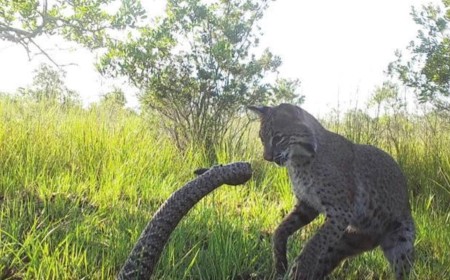 Bobcat Viciously Attacks World’s Largest Rattlesnake in Dramatic Camera Trap Photos