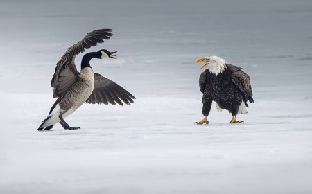 How Photographers’ Images Are Getting Caught Up in the Trade War Between the US and Canada