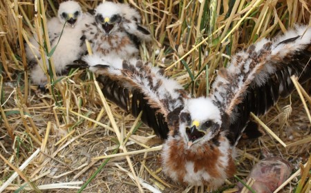 UK’s Rarest Bird Nests Kept Secret to Keep Wildlife Photographers Away