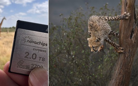 Why Award-Winning Wildlife Photographer Amish Chhagan Trusts Novachips Memory Cards