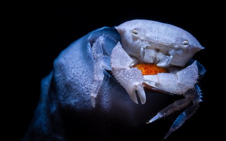 The ocean revealed: see the finalists for Ocean Photographer of the Year 2026