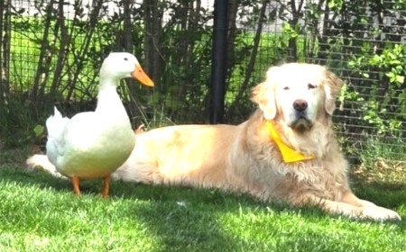 The Story Behind This Dog and Duck’s Bond Is Surprisingly Sweet
