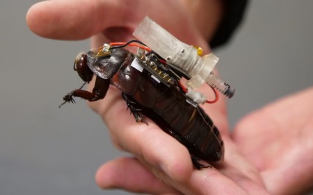 These cyborg cockroaches could be a lifesaver for people trapped in the rubble following natural disasters