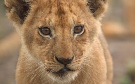 Disney's New Lion King Companion Series Is #1 After Just Two Days On Streaming