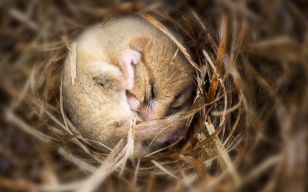 Putting mice into hibernation causes a major loss of synapses