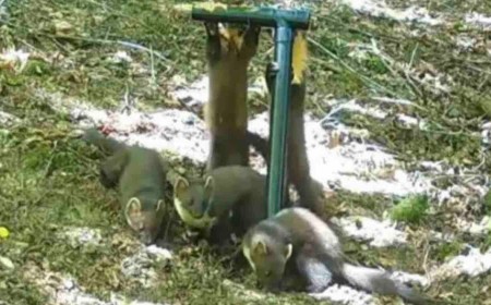 Trail Camera Captures First Birth of Wild Baby Pine Martens in a Century