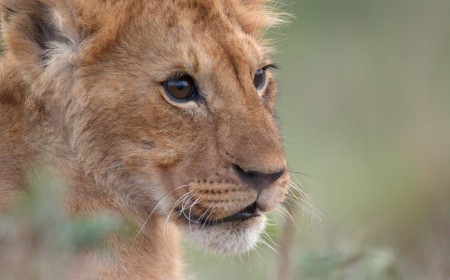 Filmmakers Spent Four Years Following a Lion On His Journey to Become King