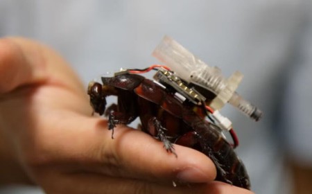 Cyborg cockroaches may soon deliver life-saving drugs to disaster victims