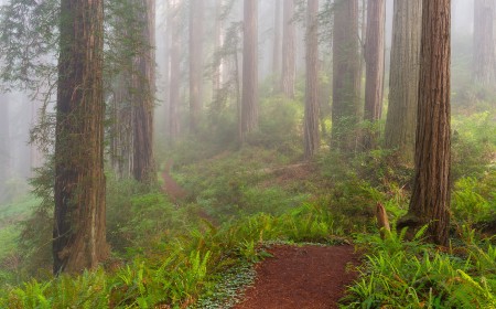 Demystifying fog: a photographer’s guide to shooting in the mist