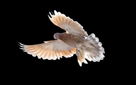 This Dumb but Fun App Sends Photos to Your Friends at the Speed of Bird