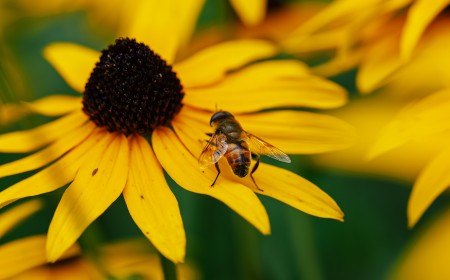 From macro insects to a Magnum legend: 5 image-makers worth following
