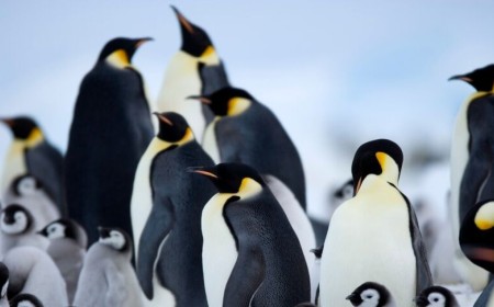 Emperor Penguin Linus Torvalds banishes a bug – with a bot