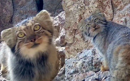 Elusive Pallas’s Cat Recorded by Camera Traps in Iran