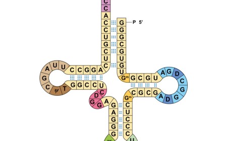 Researchers get two genetic codes to work at the same time