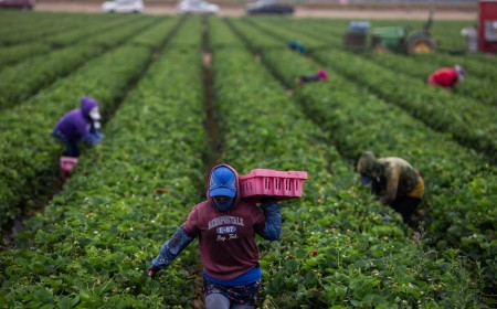 As temperatures get hotter, pesticides are more dangerous to farmworkers