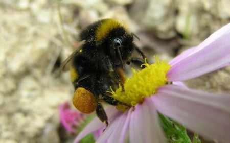 Scientists Built a $100 AI Camera Trap That Photographs Bees Instead of Killing Them