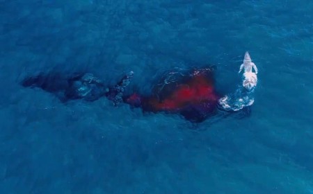 Wildlife Photographer Captures First-Ever Aerial Footage of Humpback Whale Giving Birth