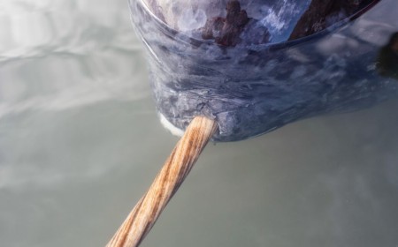 X-rays add new twist to narwhal's spiral tusk