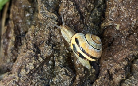 How snails engineer their slime