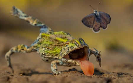 Butterfly’s Narrow Escape Among Wildlife Photographer of the Year Finalists
