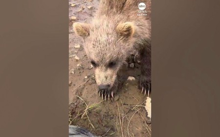 Baby Bear Nibbles on Photographer’s Boot