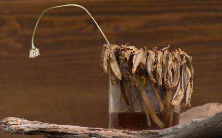 Chinese farmer kills 25 acres of crops after following AI-generated weed and pest control advice — farmer trusted pesticide recipe after months of successful advice
