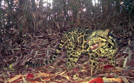 Camera Traps Reveal Secret Life of World’s Oldest Sunda Clouded Leopard