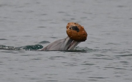 Scientists Capture World-First Footage of Dolphins Using Seashells to Catch Fish