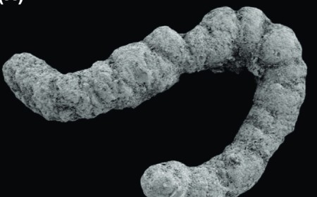 Did poop enable the evolution of complex animals?