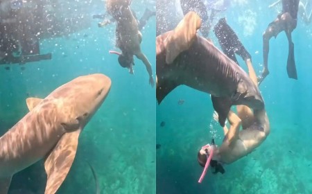 Influencers Trying to Get Photos With Sharks Keep Getting Bitten