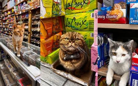 Photographer Captures the Working Bodega Cats of New York City