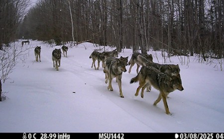 Remote Cameras Help Researchers Estimate Michigan’s Wolf Population for First Time Ever