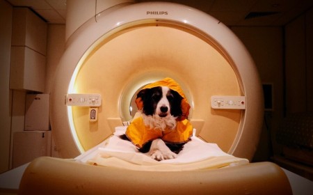 Dogs can tell if you're scared or sad
