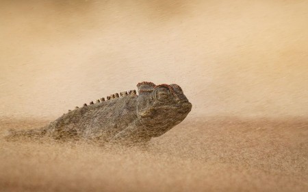Wildlife Photographer of the Year 2026 just released a sneak peek at its incredible shortlisted winning entries — and it proves that DSLR cameras still rule this photography genre
