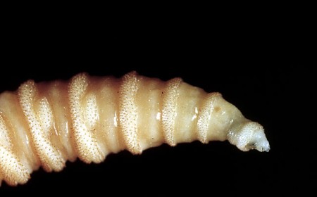 Flesh-eating screwworms feast on humans in Mexico; human cases top 500