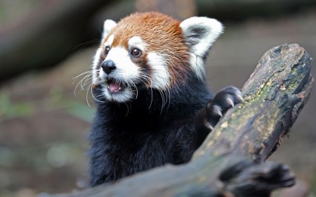 Nashville attempts to block controversial data center near zoo with eminent domain — city could force developer to sell the land for public use, rather than $700 million installation