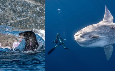 13 Jaw-Dropping Photos From Ocean Photographer of the Year