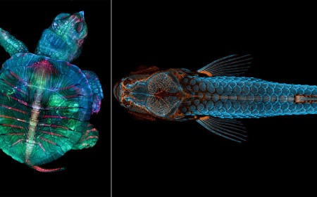 Nikon Celebrates 101 Years of Microscopes With Look at the Hidden World of Photomicrography