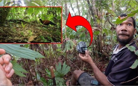 A Camera Trap Rediscovered a Bird Lost to Science for 140 Years